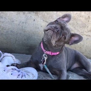 Lilbits clothes closet for sale!